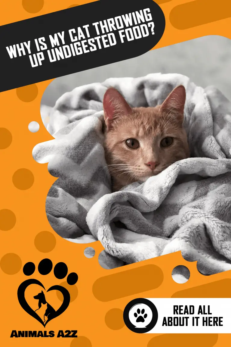 Why Is My Cat Throwing Up Undigested Food? [ Detailed Answer ]