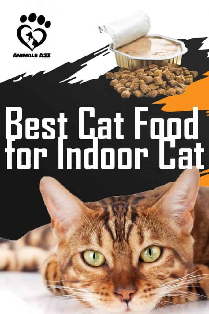 Meilleure nourriture pour chats d'intérieur