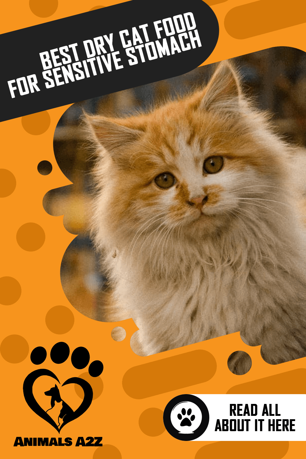 Best Dry Cat Food for Sensitive Stomach [ Detailed Answer ]