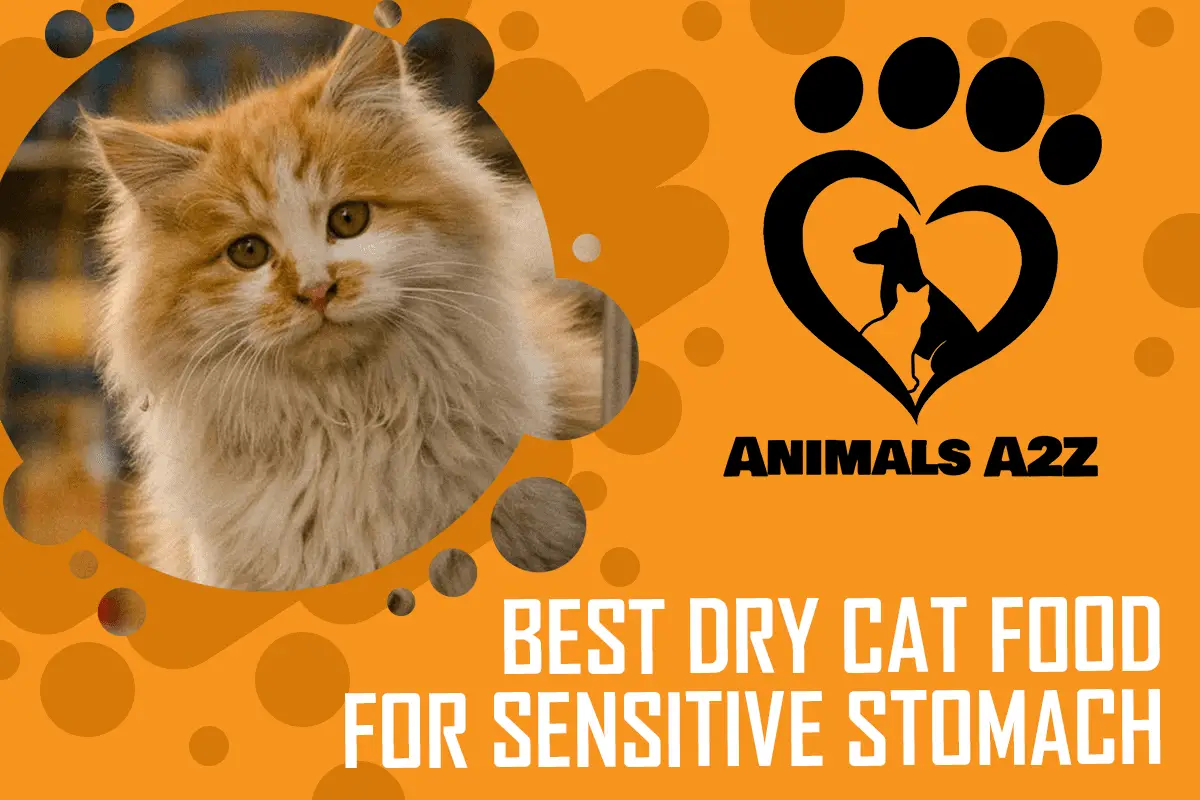 best dry cat food for sensitive stomach