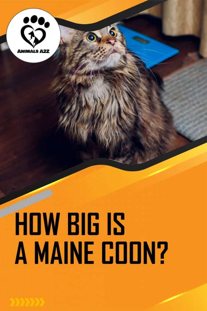 ¿Qué tamaño tiene un Maine Coon?