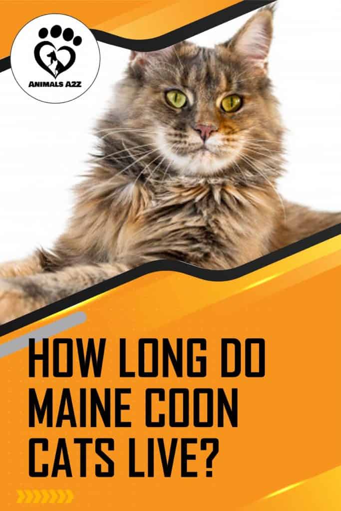 ¿Cuánto viven los gatos Maine Coon?