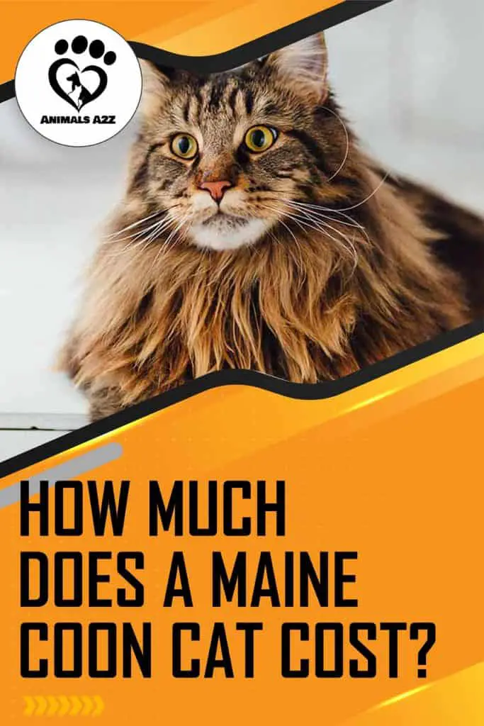 How much does a Maine Coon cat cost?
