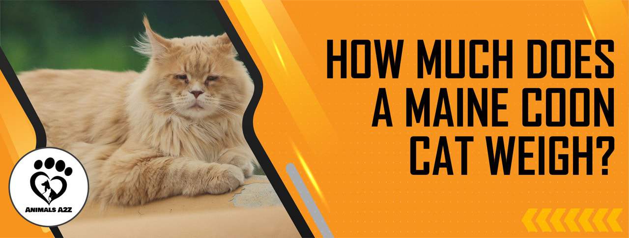 How much does Maine Coon cat weigh?