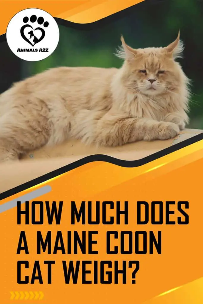 Hvor meget vejer en Maine Coon kat?