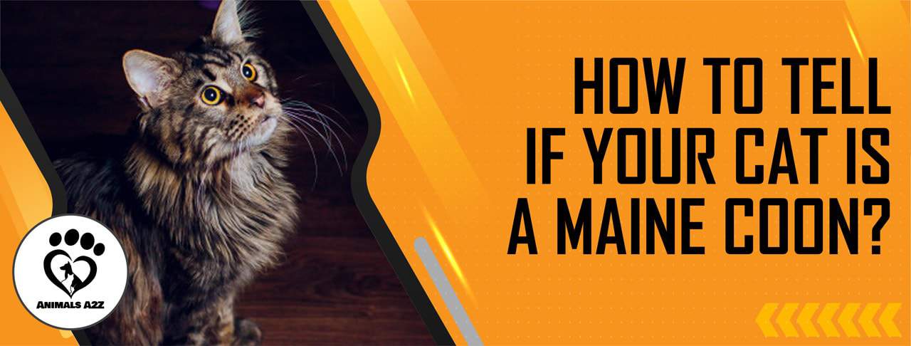 How to tell if your cat is a Maine Coon