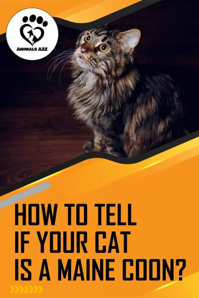 How to tell if your cat is a Maine Coon
