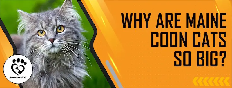 ¿Por qué los gatos Maine Coon son tan grandes?
