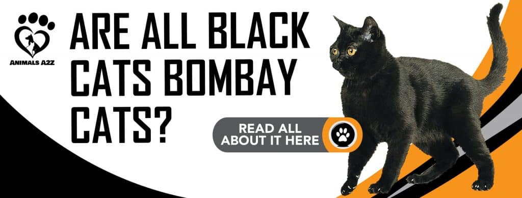 Tous Les Chats Noirs Sont Ils Des Chats Bombay Reponse Detaillee