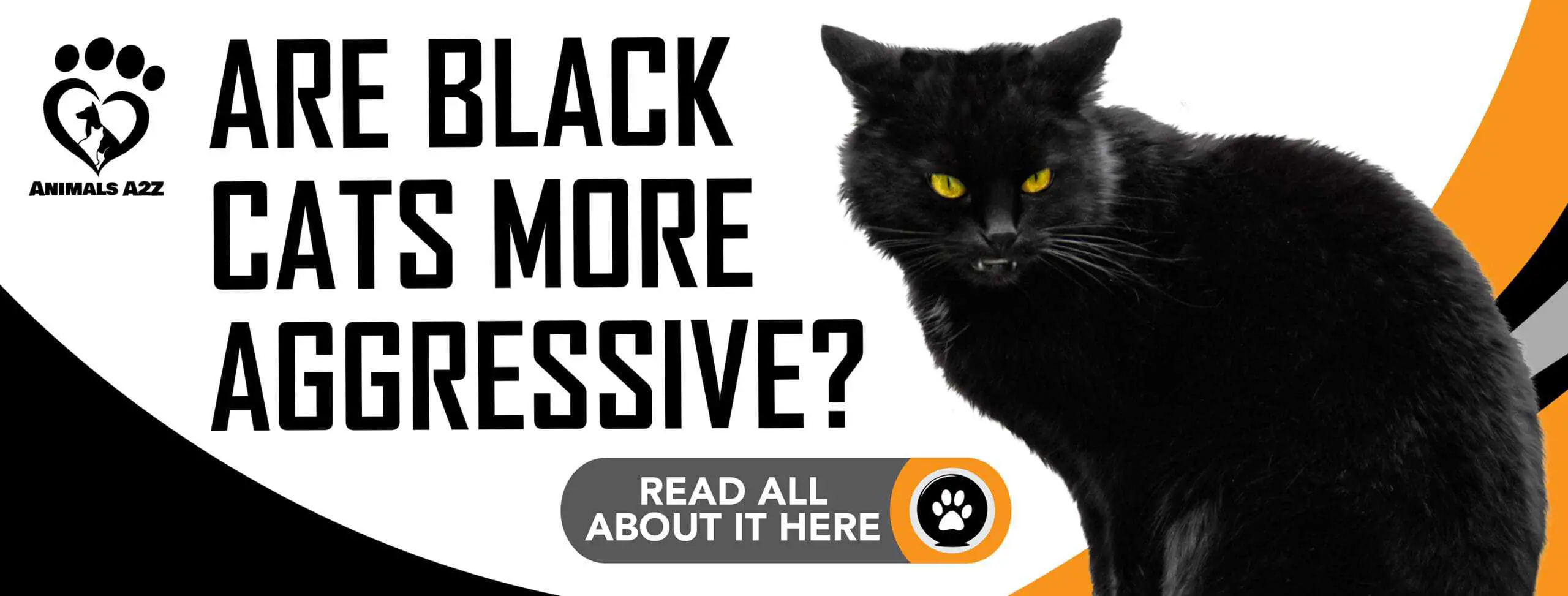 ¿Son los gatos negros más agresivos?
