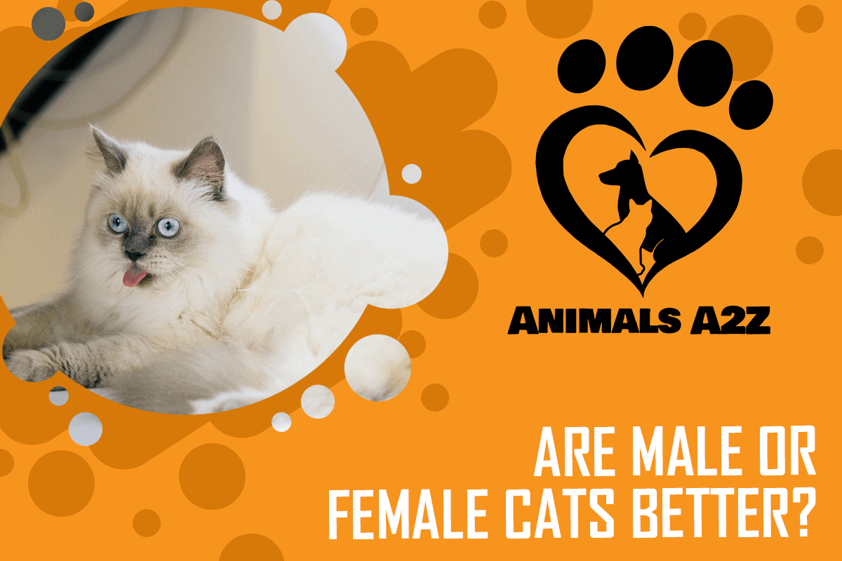 Are male or female cats better