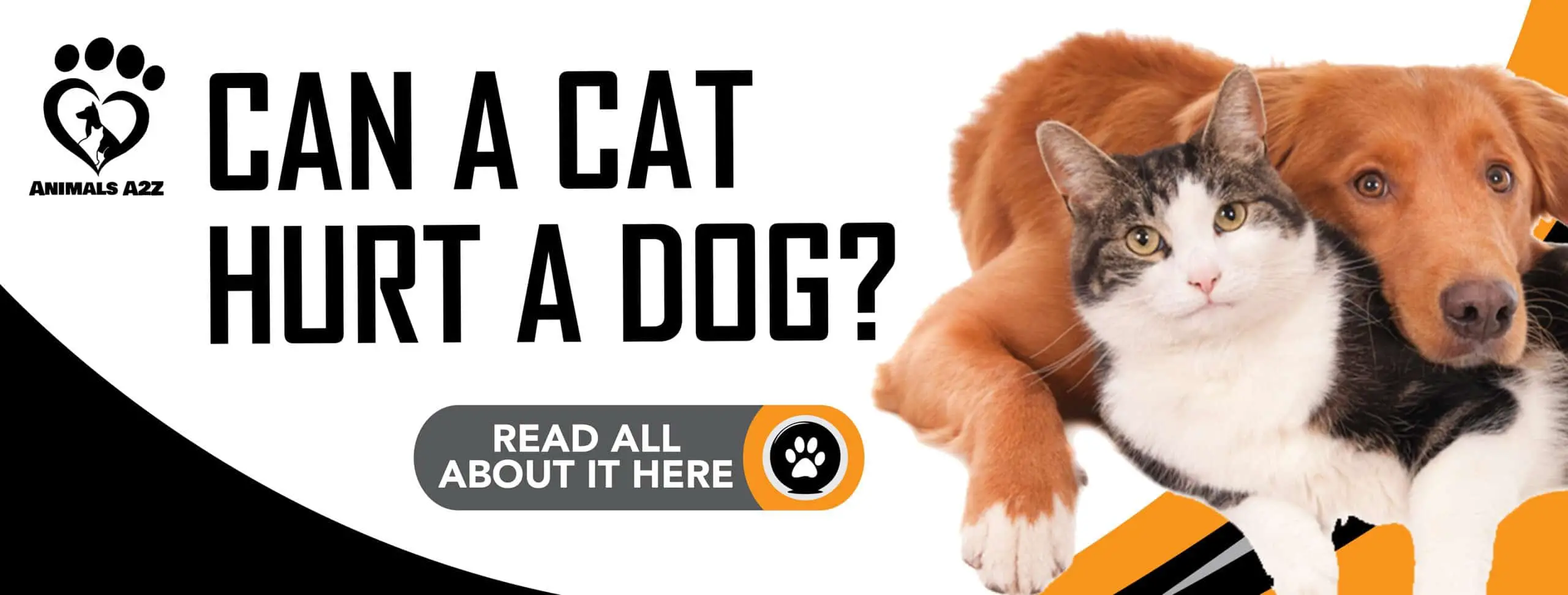 Kan en kat skade en hund?