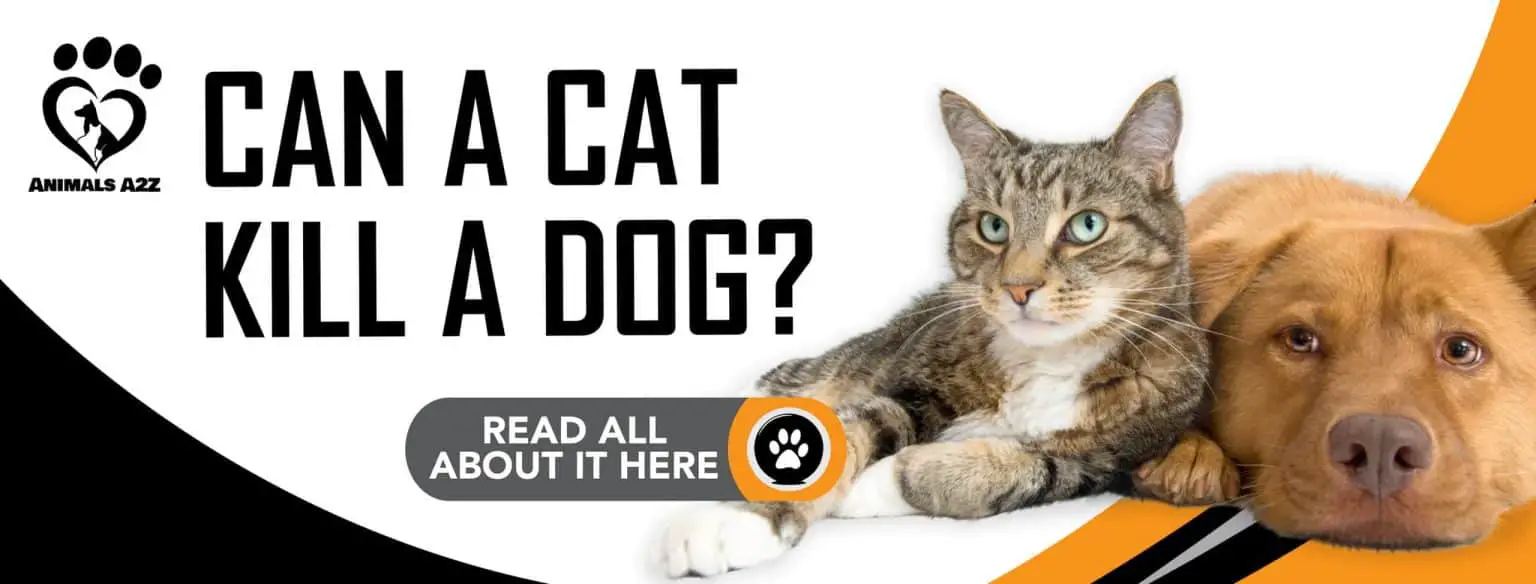 Can a cat kill a dog? [ Detailed Answer ]
