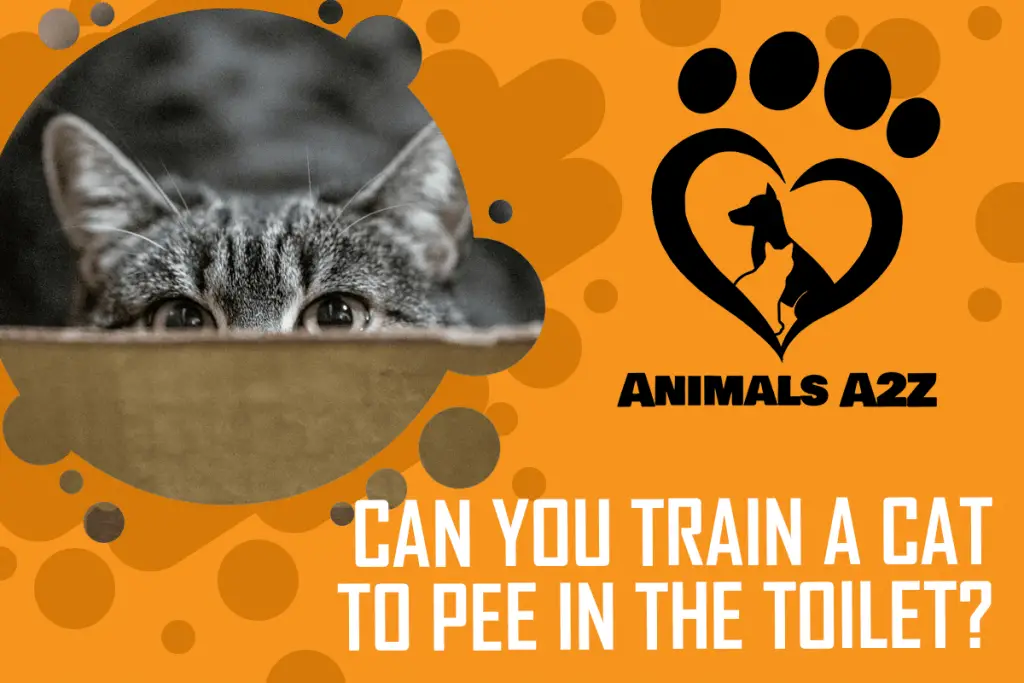 Can you train a cat to pee in the toilet? [ Detailed Answer ]