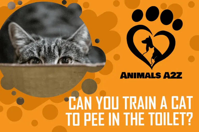 Can you train a cat to pee in the toilet? [ Detailed Answer ]