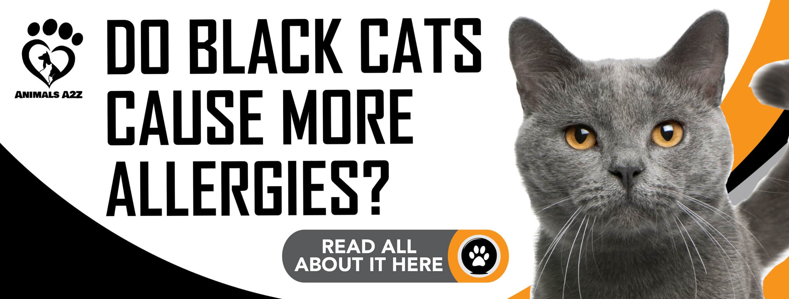 Do black cats cause more allergies
