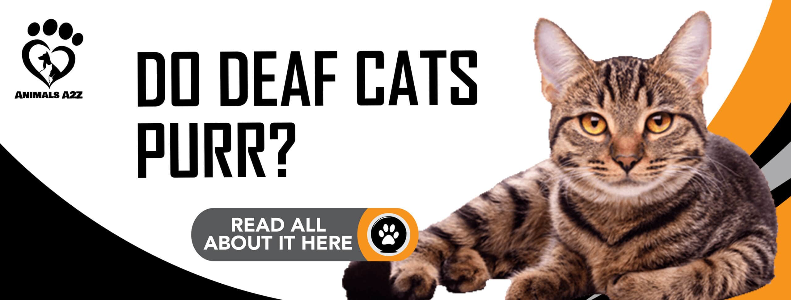 ¿Ronronean los gatos sordos?
