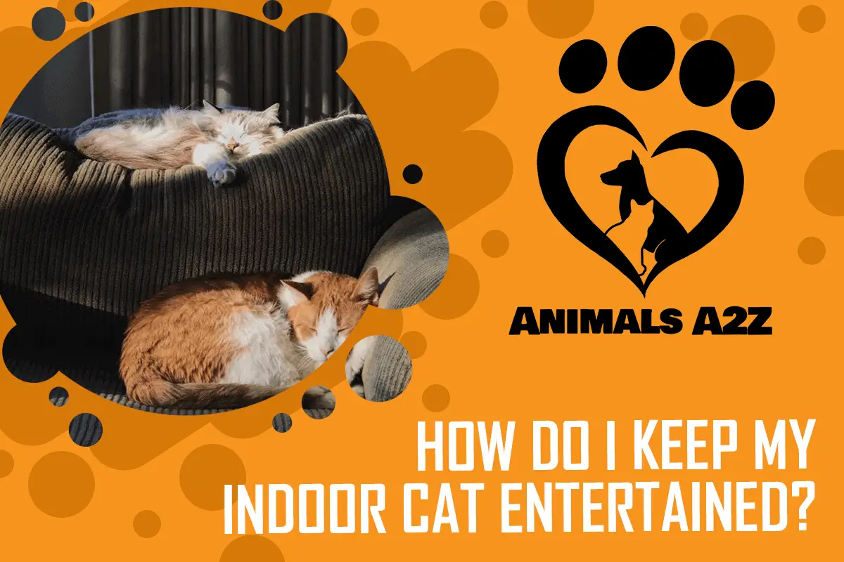 How do I keep my indoor cat entertained