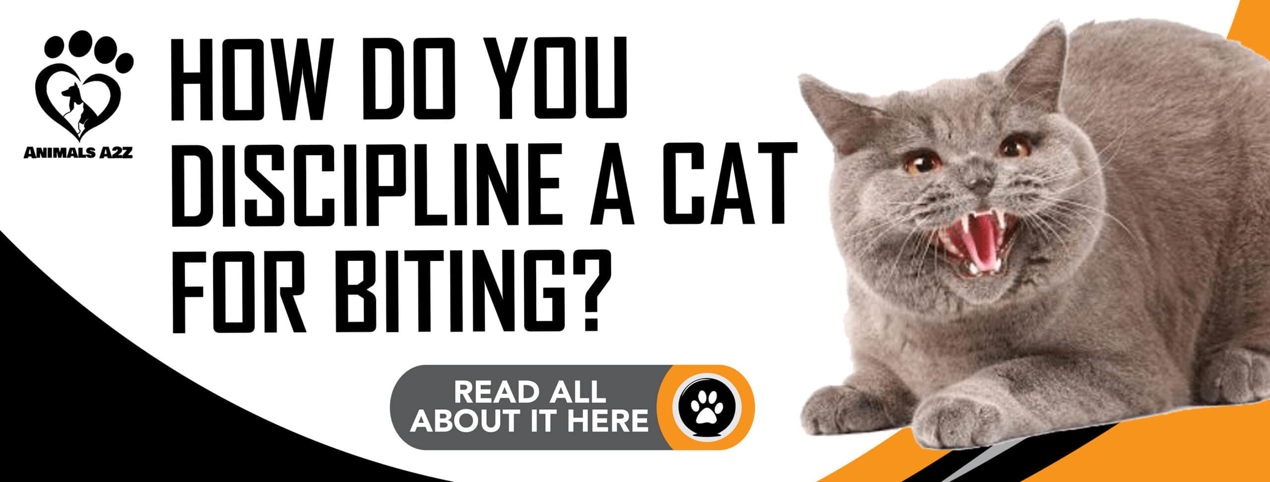 How do you discipline a cat for biting