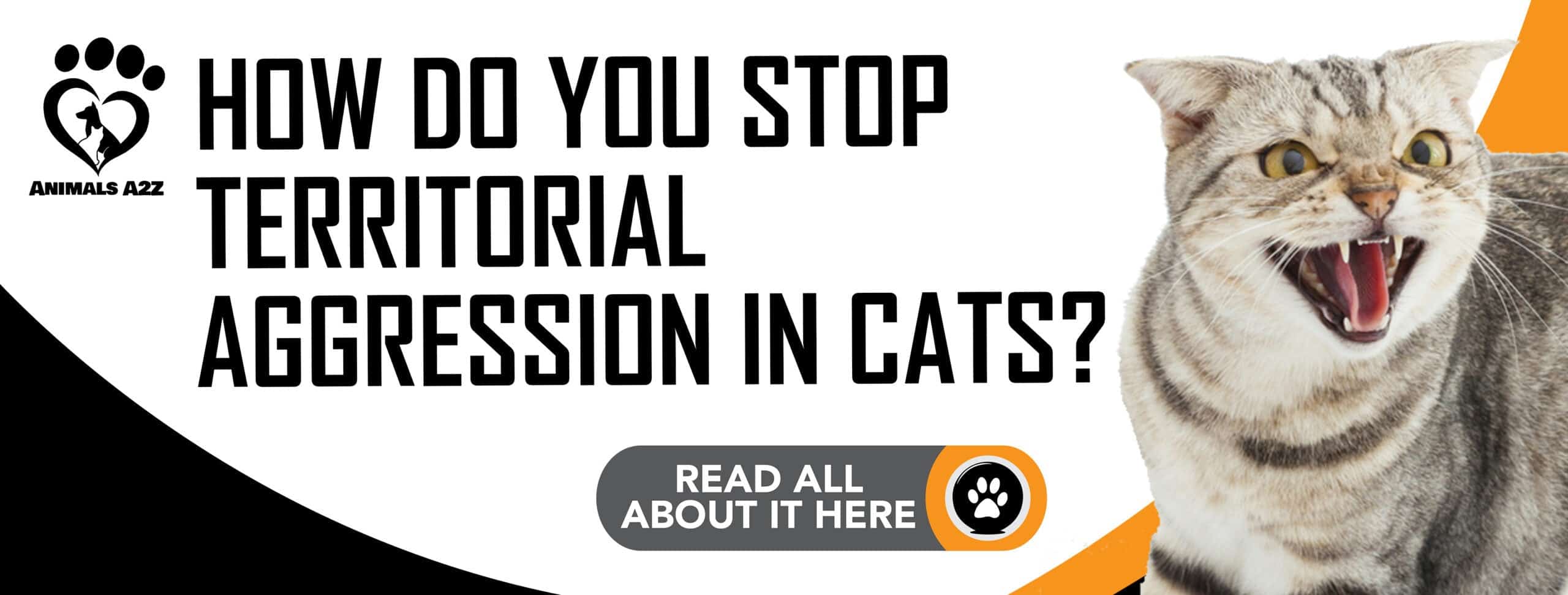 How do you stop territorial aggression in cats?