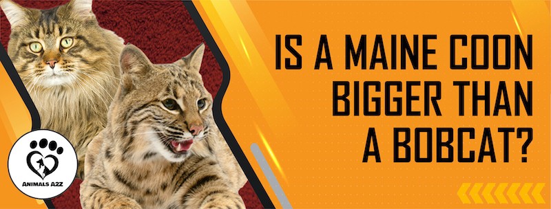¿Es un mapache de Maine más grande que un gato montés?