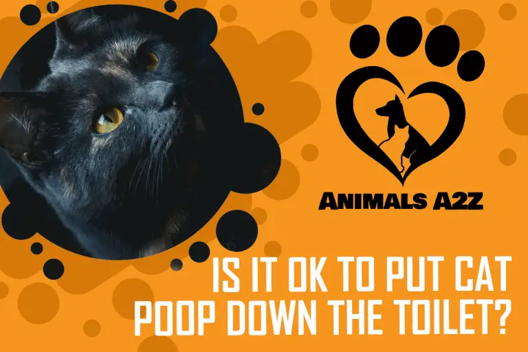 Is it okay to put a cat poop down the toilet? [ Detailed Answer ]