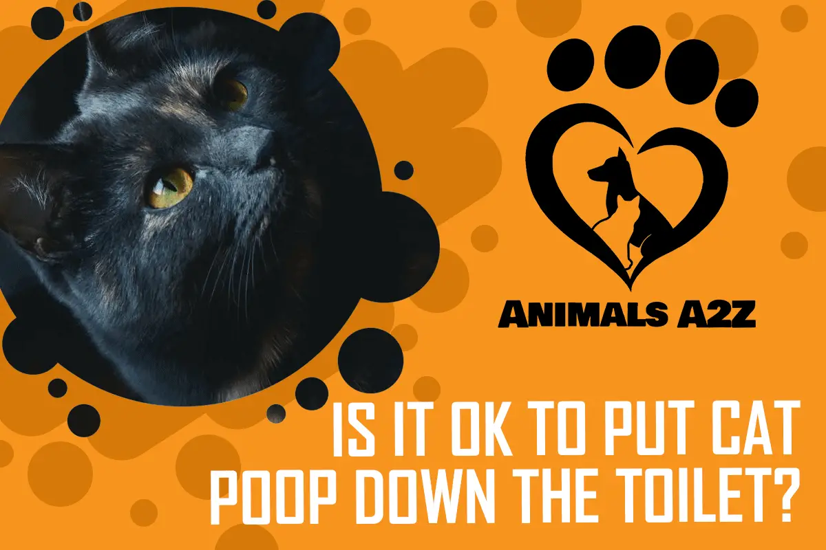 Is it OK to put cat poop down the toilet?