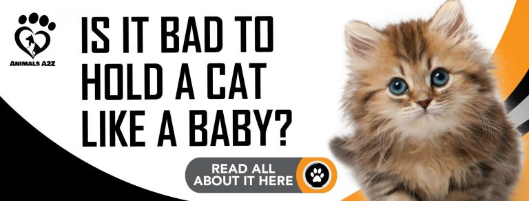 is-it-bad-to-hold-a-cat-like-a-baby-detailed-answer