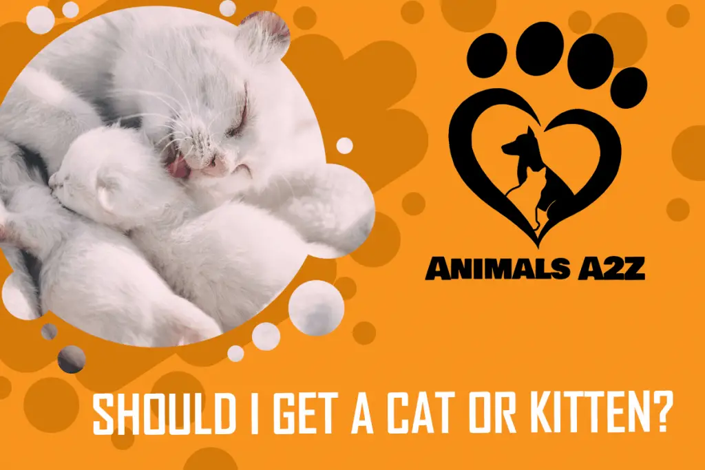 Should I get a cat or a kitten? [ Detailed Answer ]