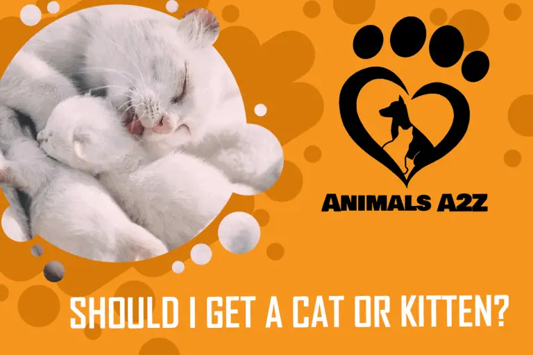 Should I get a cat or a kitten? [ Detailed Answer ]