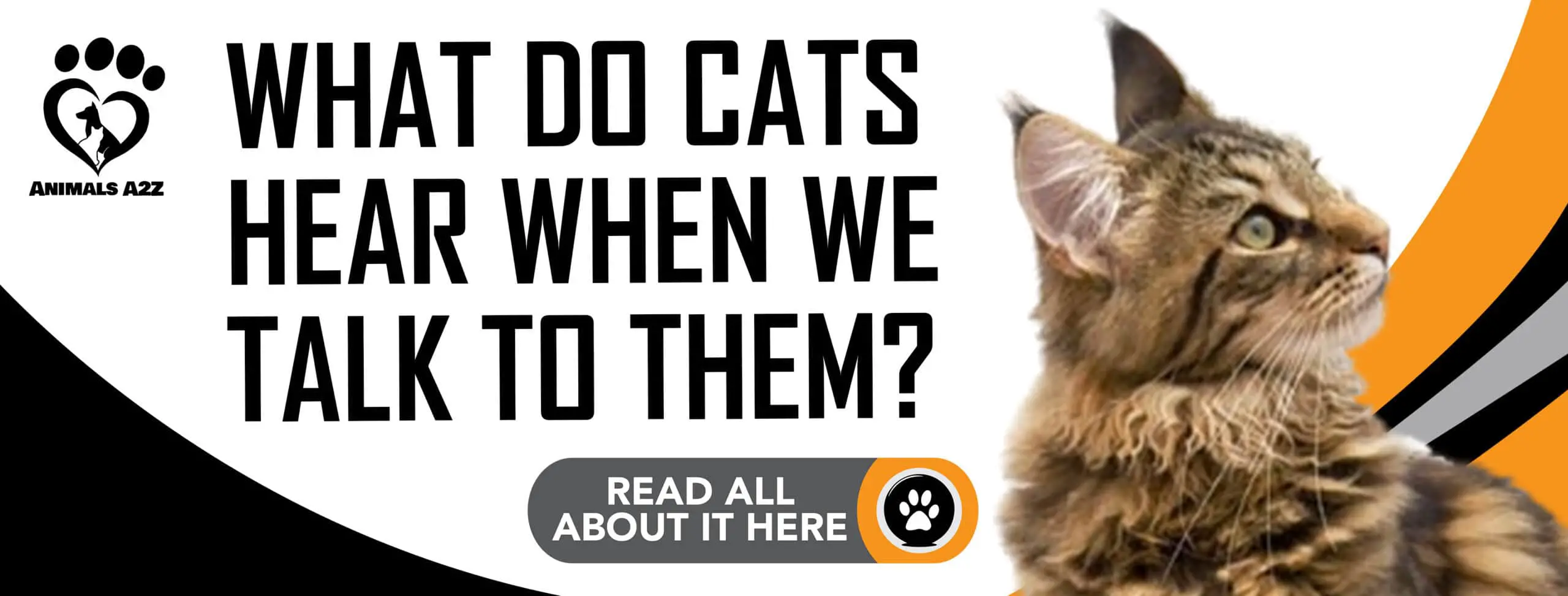 ¿Qué oyen los gatos cuando les hablamos?