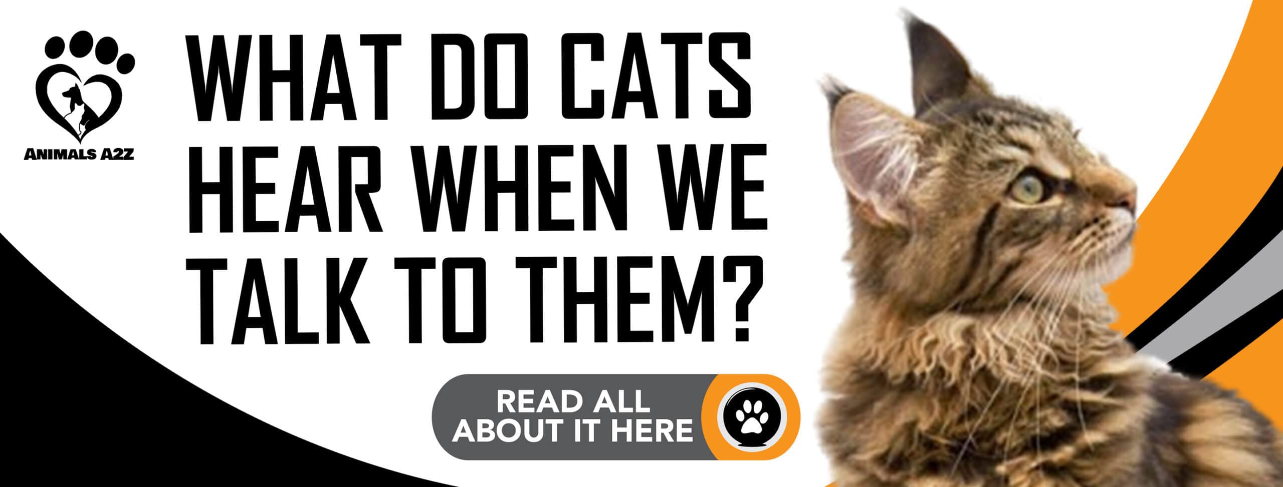 what-do-cats-hear-when-we-talk-to-them-detailed-answer