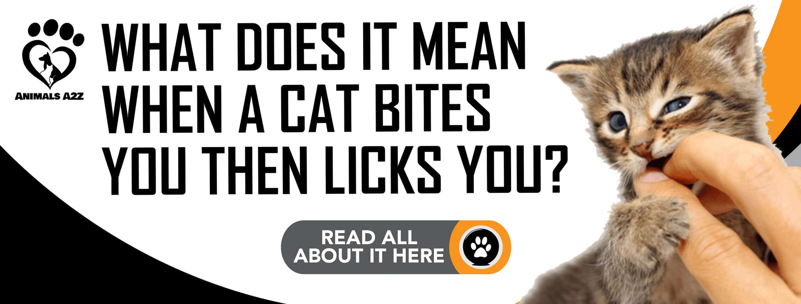 Hvad betyder det, når en kat bider dig og derefter slikker dig?