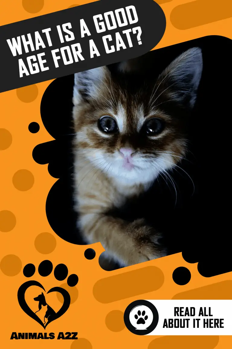 What is a good cat age for adoption? [ Detailed Answer ]