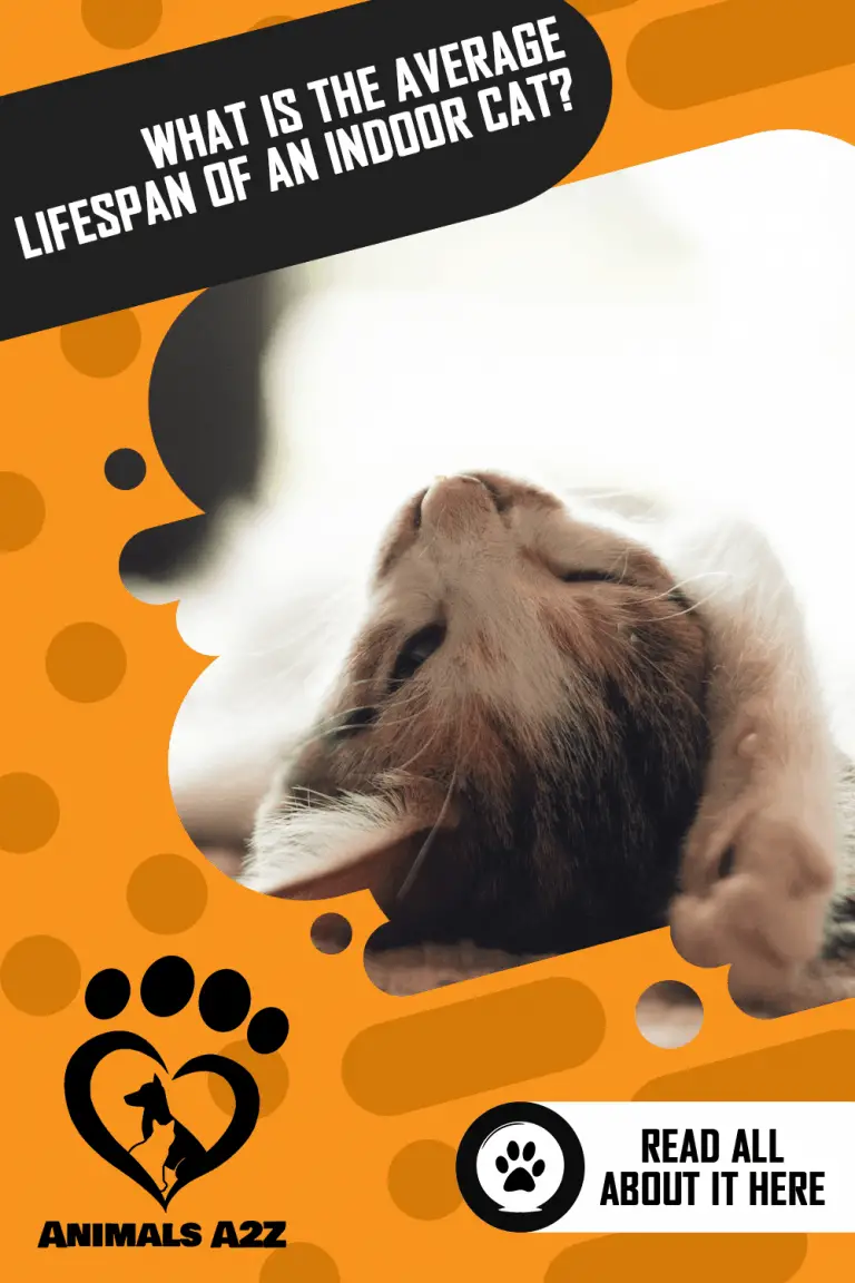Average Lifespan Of An Indoor Cat