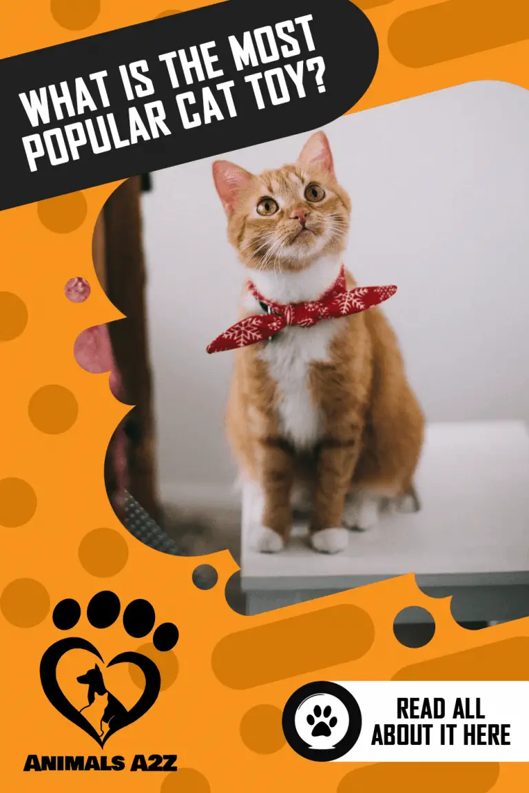 What toys do cats like the most? [ Detailed Answer ]