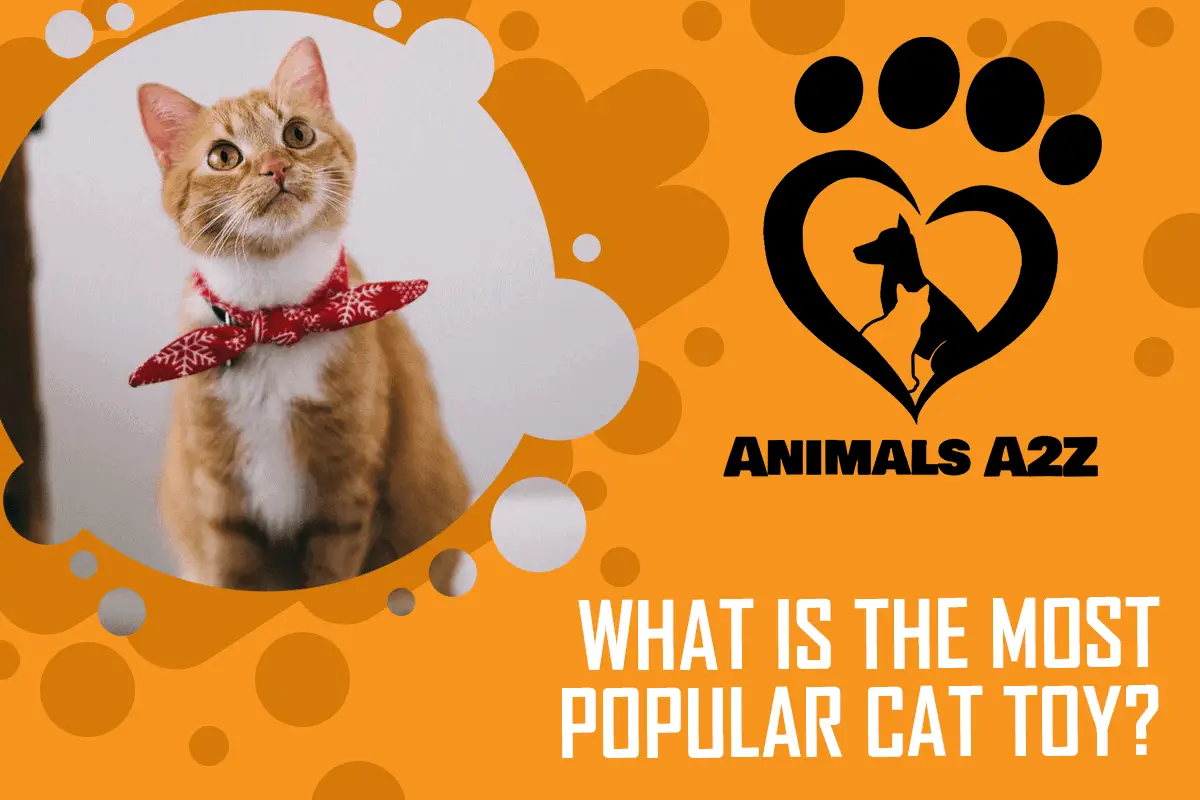 What is the most popular cat toy