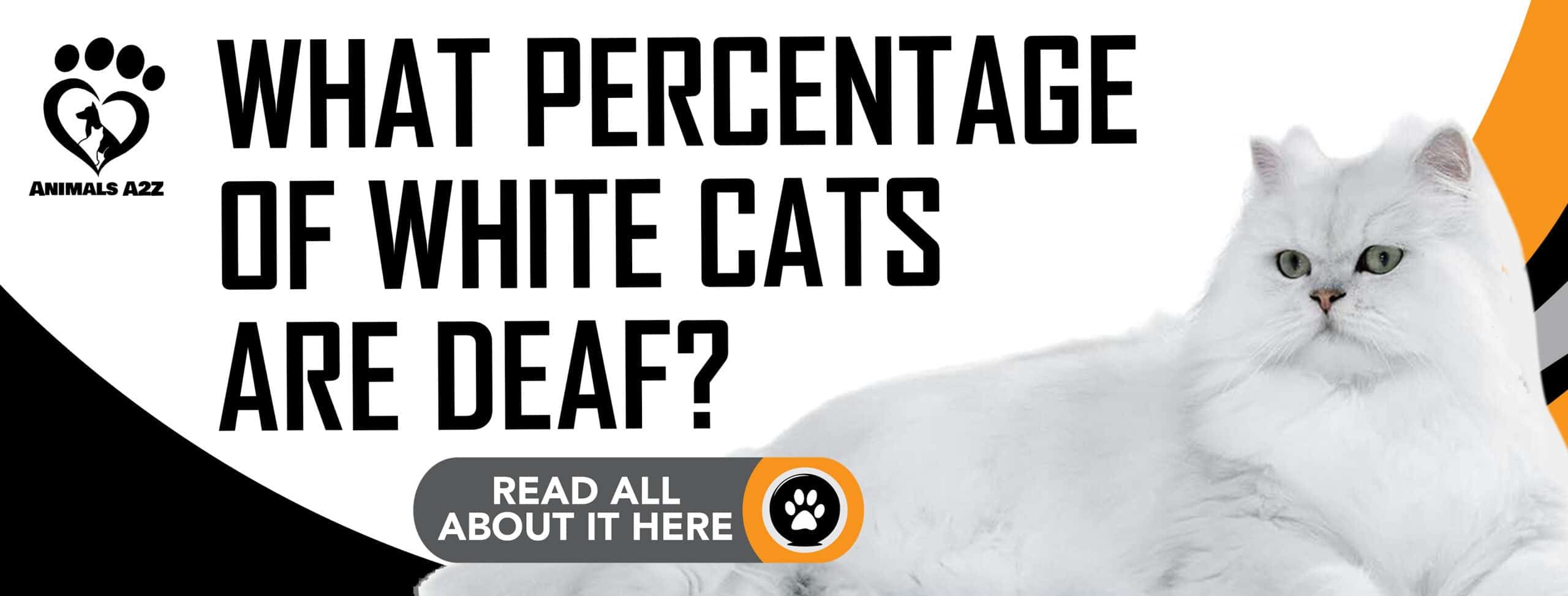 What Percentage Of White Cats Are Deaf Detailed Answer