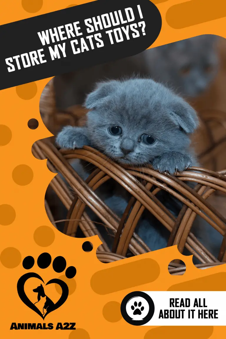 Where should I store my cat’s toys? [ Detailed Answer ]