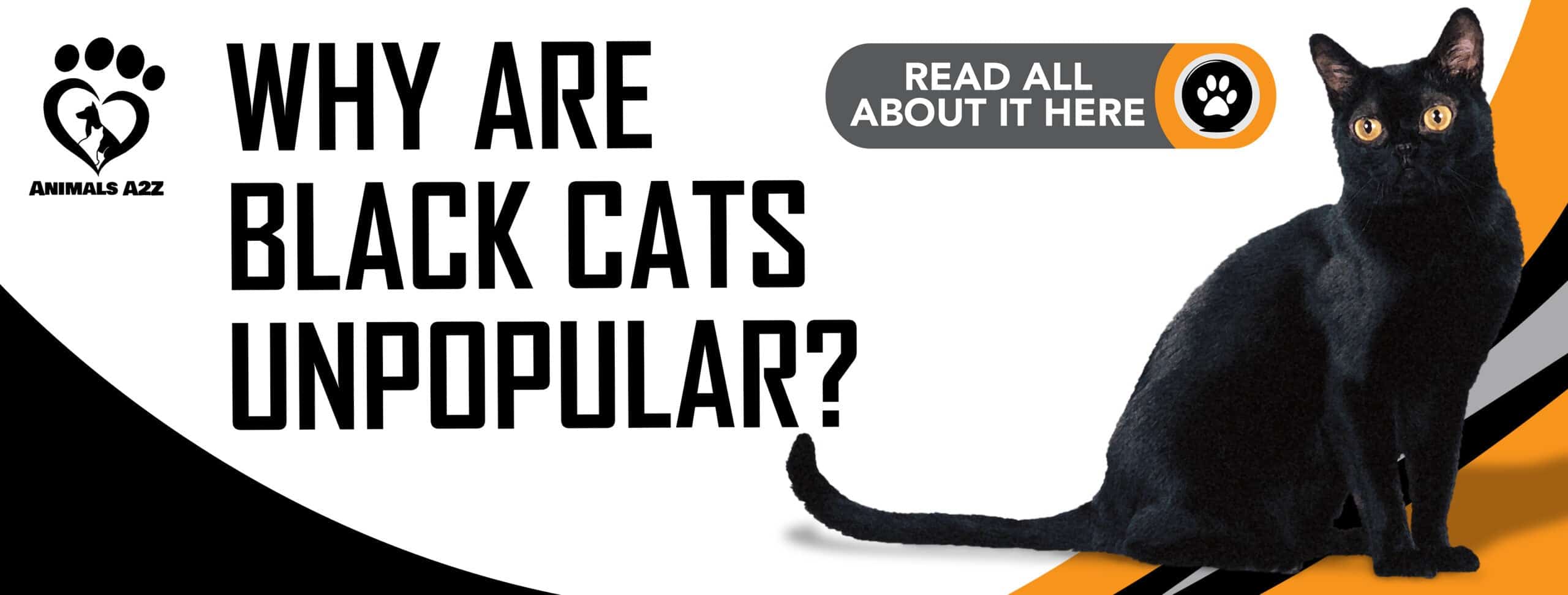 ¿Por qué son impopulares los gatos negros?
