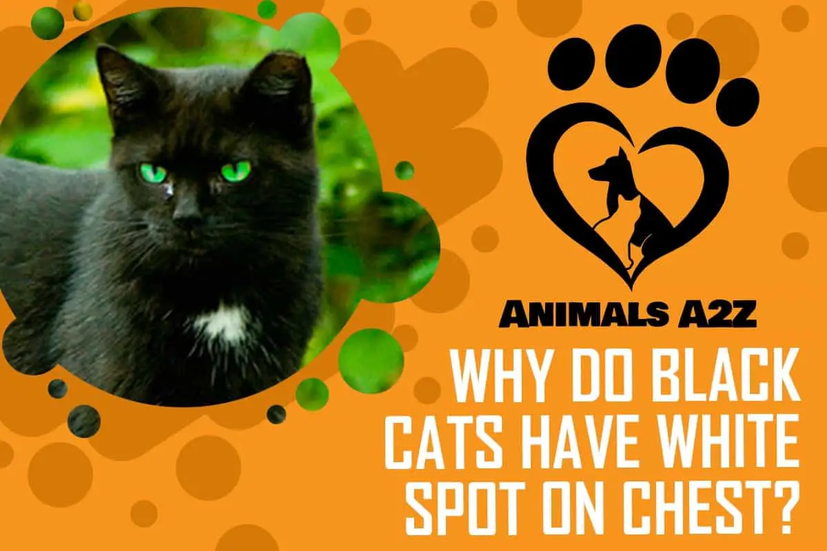Por qué los gatos negros tienen una mancha blanca en el pecho