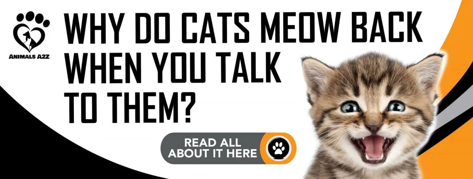 Why do cats meow back when you talk to them? [ Detailed Answer ]