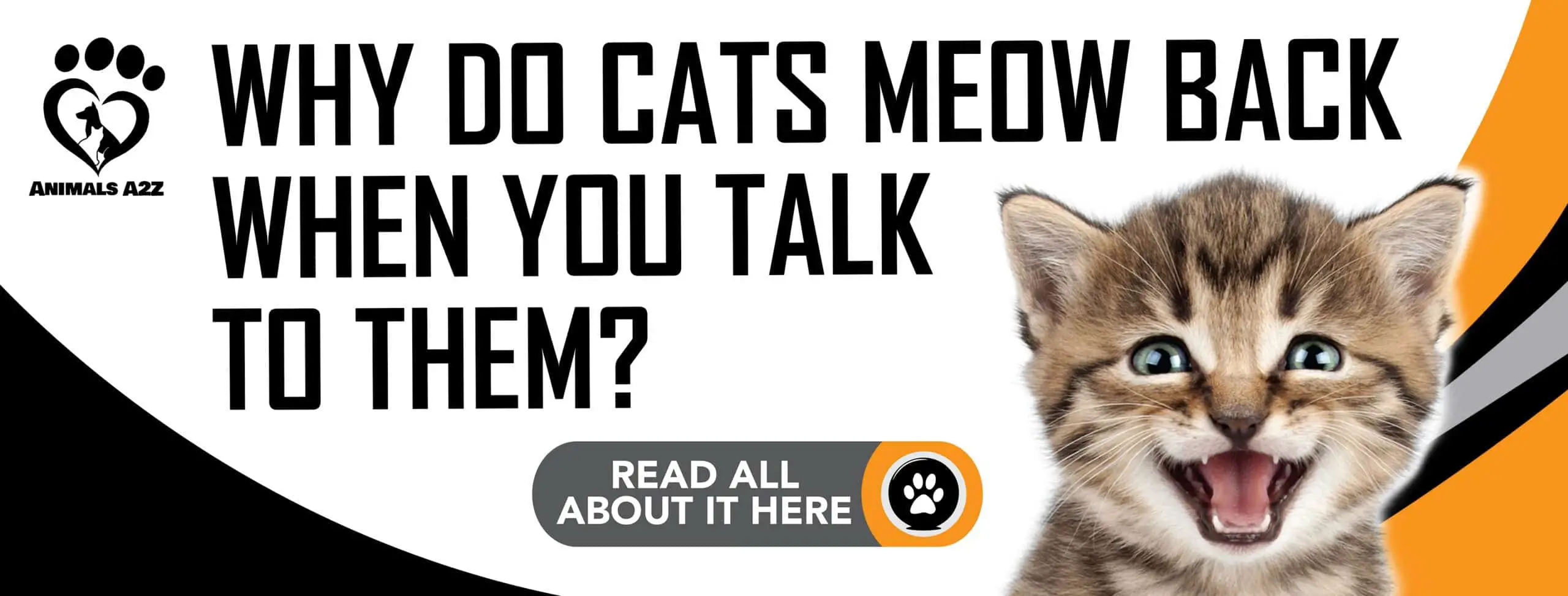 Why do cats meow back when you talk to them