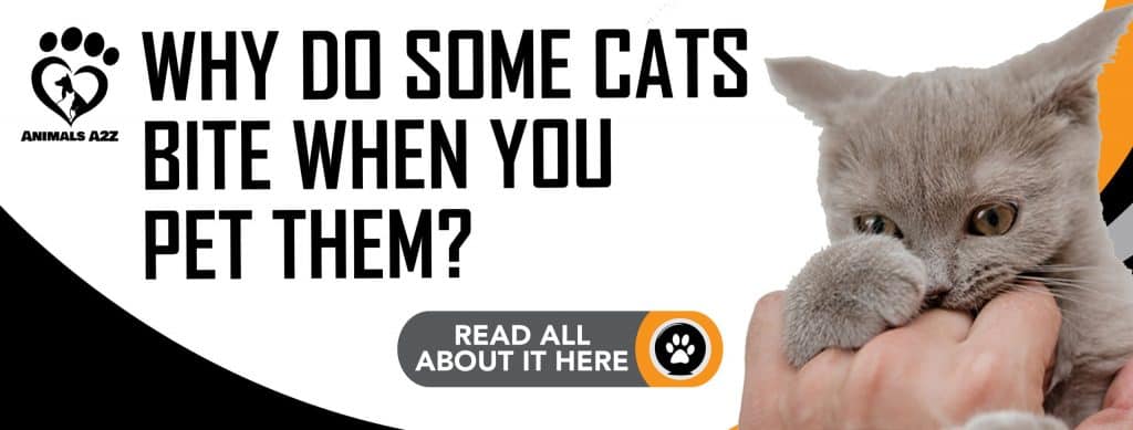 why-do-some-cats-bite-when-you-pet-them-detailed-answer