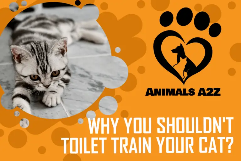 Is it okay to toilet train my cat? [ Detailed Answer ]