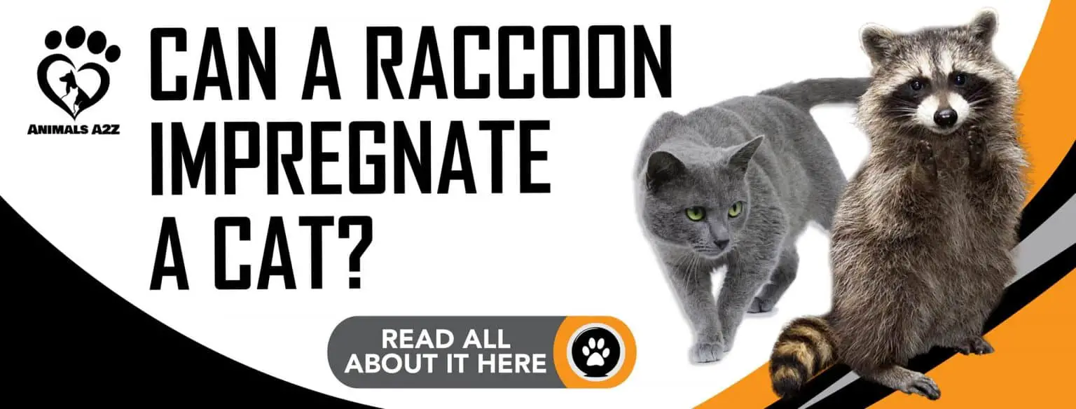 Can a raccoon impregnate a cat? [ Detailed Answer ]