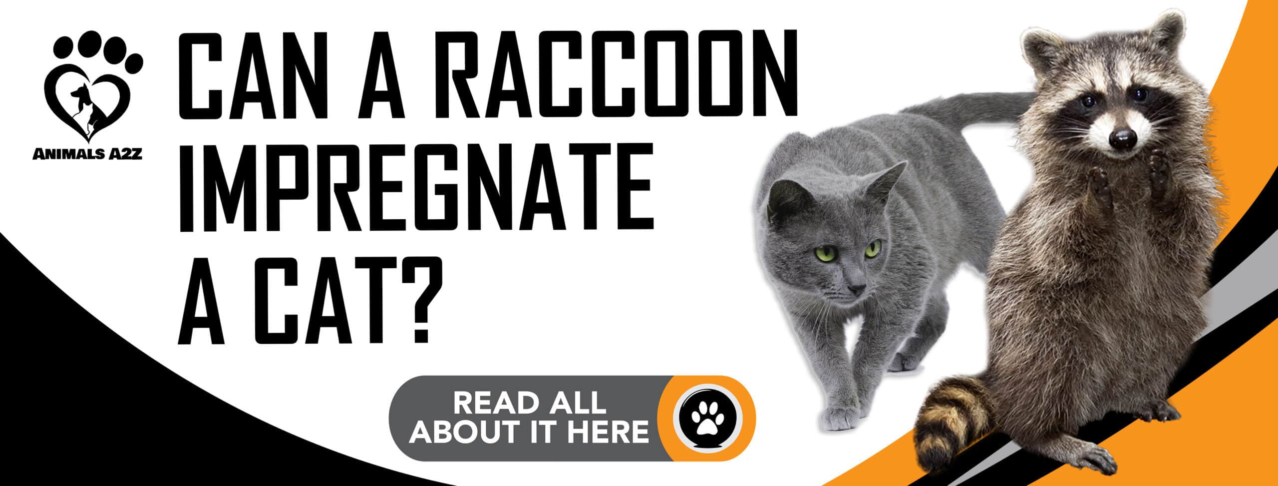 Can a raccoon impregnate a cat?