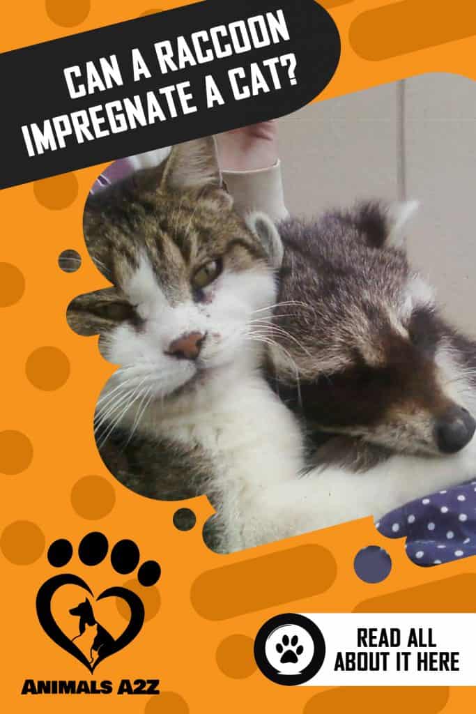 Can a raccoon impregnate a cat?