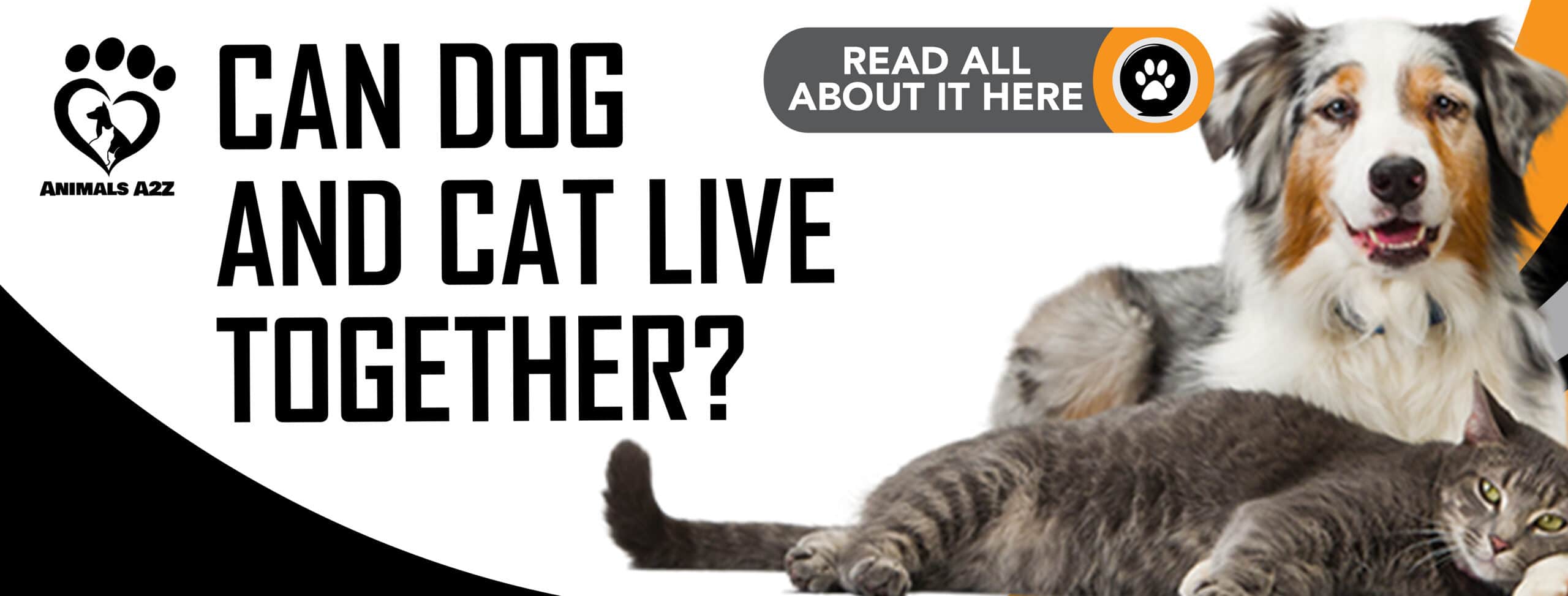 Can dog and cat live together?