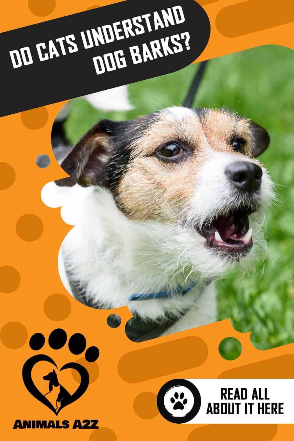 ¿Los gatos entienden los ladridos de los perros? [Respuesta detallada]